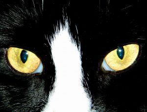 Piercing cat eyes