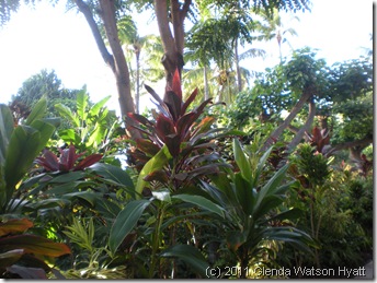 Lush tropical plants