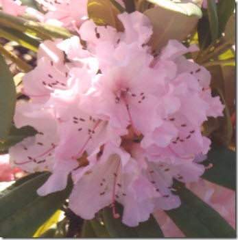 A dainty pink rhododendron blossom in full bloom