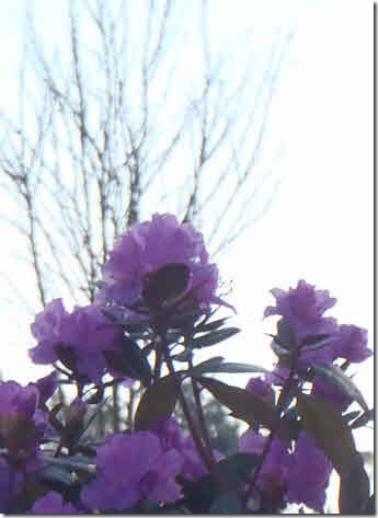 Purple rhododendron in full bloom