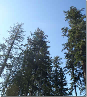 Evergreen trees towering toward the blue sky