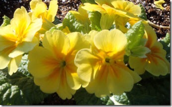 Bold yellow flowers