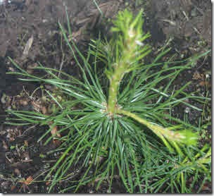 Shore pine seedling