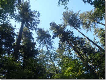 Tall evergreen trees towering above, against a clear blue sky