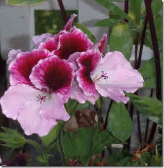 Soft and dark pink geraniumms