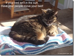Faith lying on a towel in the sun with the caption: "The cat says, "If your bed isn't in the sun, have your people move your bed!"