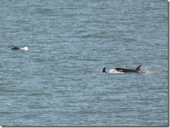 Three orca whales