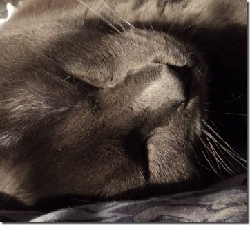 A close up of Buddy's face while he sleeps. 