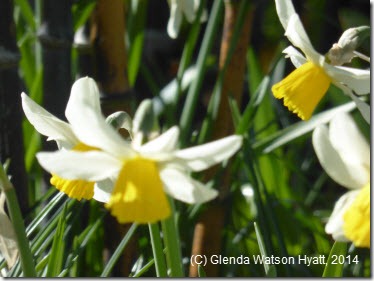 Daffodils close up