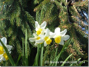 White and yellow daffodils under the trees