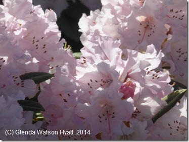 Pink frilly rhododendrons 