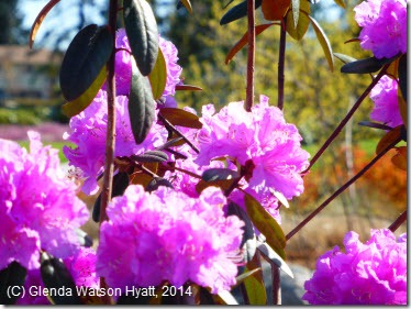 Vibrant pink rhododendrons 