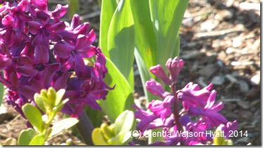 Purple flowers