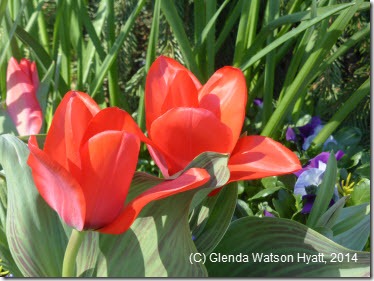 Red tulips and purple pansies 