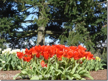 A group of red tulips under tall trees